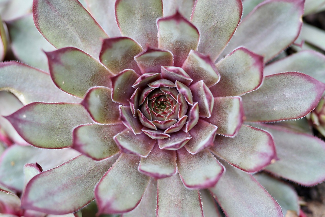 plant-3453181_1280