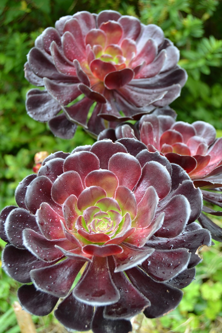 saucer-plant-954885_1280